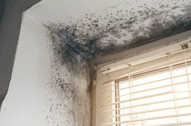 Affordable Basement Mold Removal solutions in Little Orleans, MD