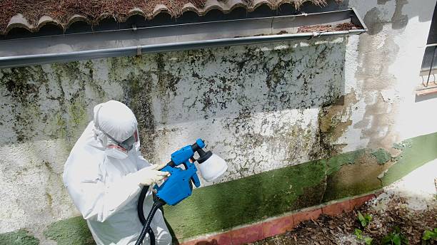Top rated local Basement Mold Removal specialists in Little Orleans, MD